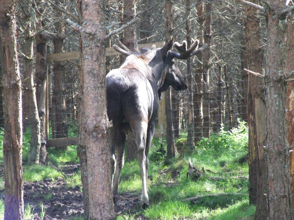 Skålleruds Gård Åsensbruk Eksteriør billede